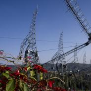 Antennasflowerforeground