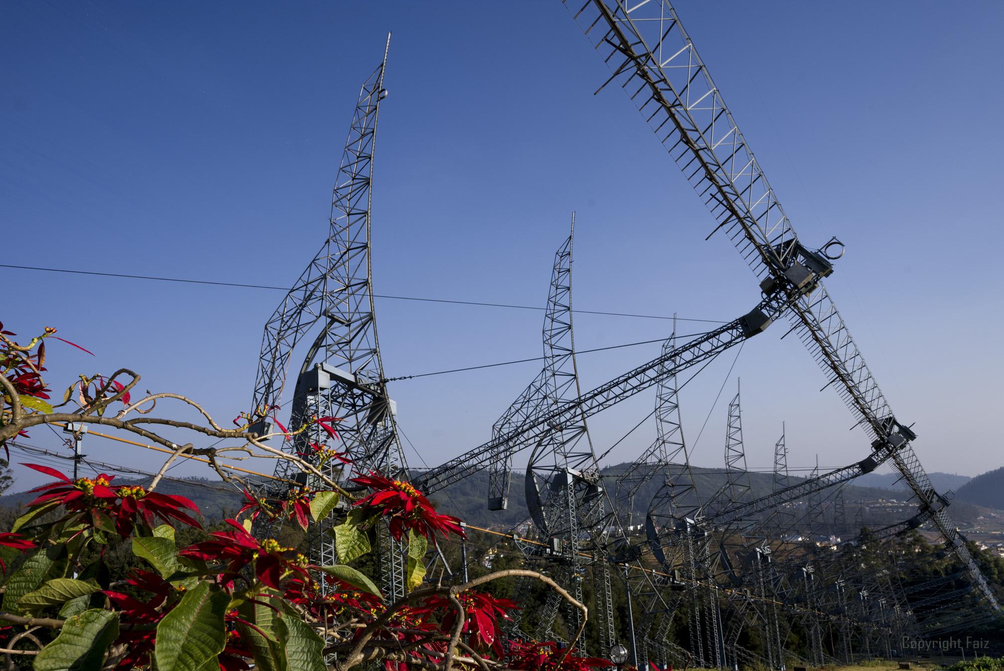 Antennasflowerforeground